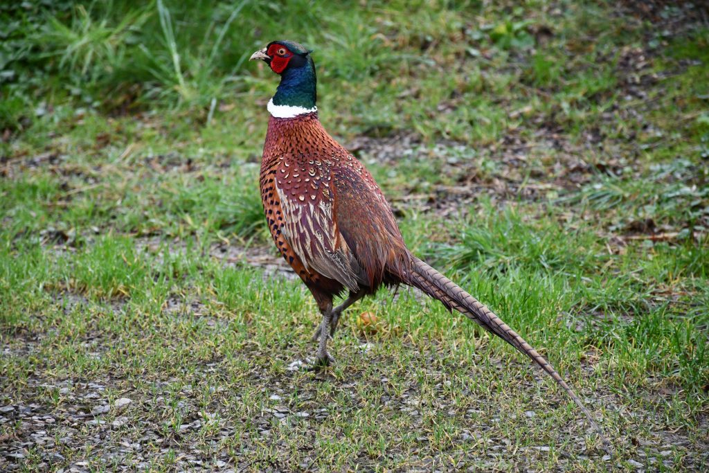 Pheasants at Yr Hafan -5 star Self Catering Accommodation and Boutique Bed & Breakfast in Pembrokeshire
