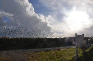 Starling Murmuration - Yr Hafan Holiday Cottages